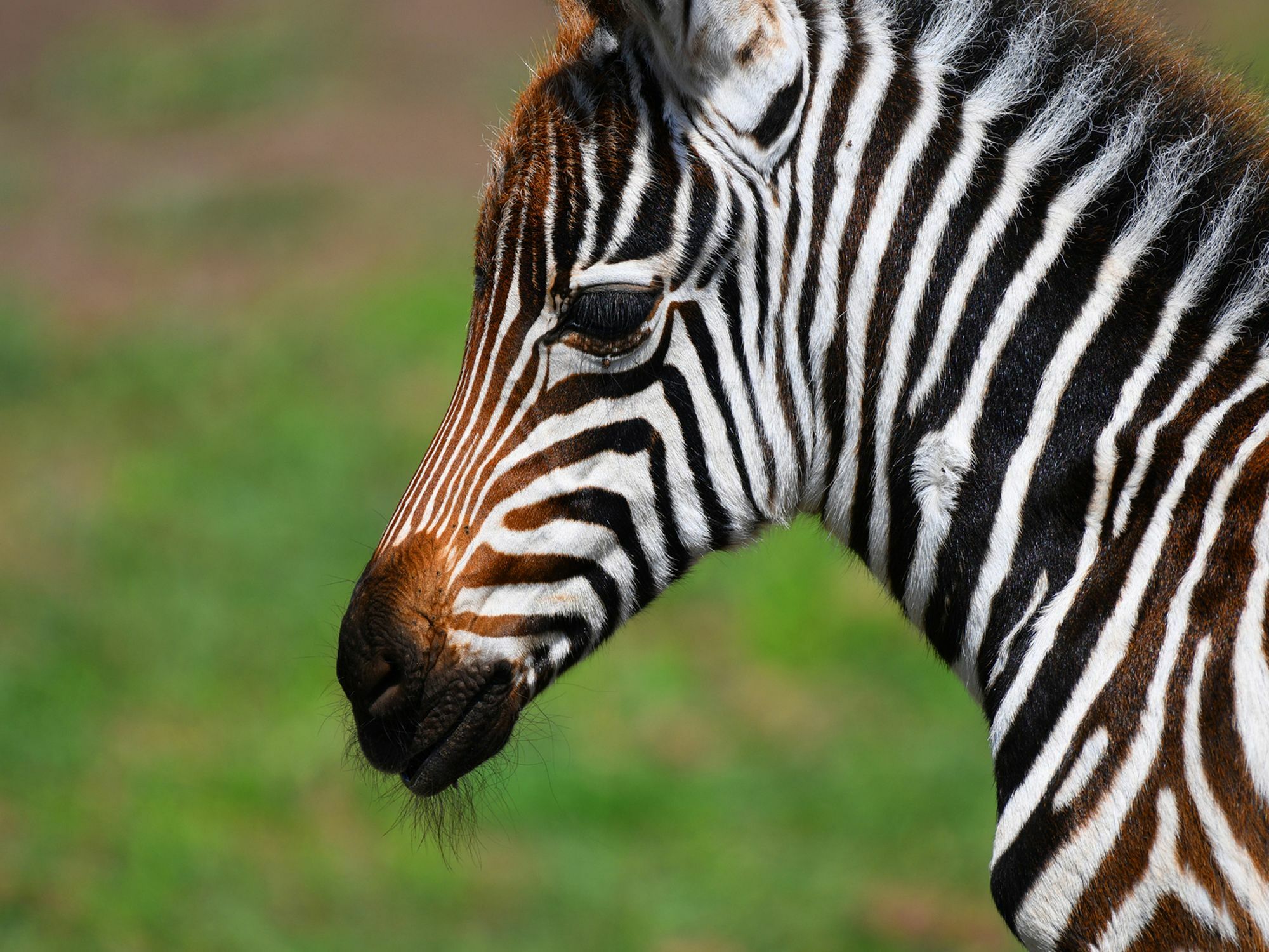 Serengeti Safari Lodge Zewnętrze zdjęcie